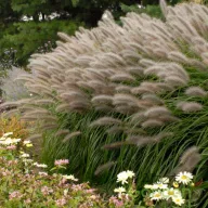   Tollborzfű 'Pennisetum alopecuroides 'National Arboretum'