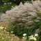 Tollborzfű 'Pennisetum alopecuroides 'National Arboretum'