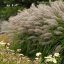 Tollborzfű 'Pennisetum m. National Arbor'