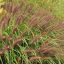 Tollborzfű 'Pennisetum alop. Red Head'