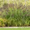Tollborzfű 'Pennisetum alop. Viridescens'