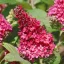 Törpe nyári orgona 'Buddleja B.C. Little Ruby'