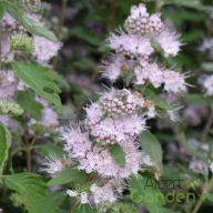 Halvány lila virágú kékszakáll Caryopteris clandonensis Stephi cserje zöld levelekkel