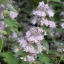 Halvány lila virágú kékszakáll Caryopteris clandonensis Stephi cserje zöld levelekkel