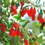 Goji bogyó 