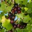 Josta 'Ribes x nidigrolaria Confi Beere 'Jofruti'