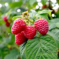 Nyári málna 'Rubus idaeus ‘Meeker’