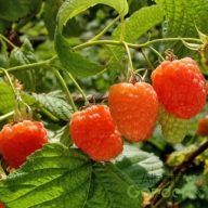 Málna 'Rubus idaeus 'Valentina'