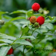 Japán szamócamálna 'Rubus illecebrosus'