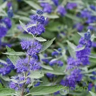 Kék-lila virágú ezüstös levelű kékszakáll Caryopteris Sterling Silver cserje közelkép virágzattal!