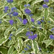 Tarka zöld-fehér levelű kékszakáll Caryopteris White Surprise kékesíbor virágokkal, kerti cserje