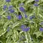 Tarka zöld-fehér levelű kékszakáll Caryopteris White Surprise kékesíbor virágokkal, kerti cserje