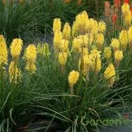 Sárga kompakt fáklyaliliom Kniphofia Poco Yellow évelő kerti virág, tömegesen virágzó sárga fáklyaszerű virágfüzérekkel