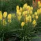 Sárga kompakt fáklyaliliom Kniphofia Poco Yellow évelő kerti virág, tömegesen virágzó sárga fáklyaszerű virágfüzérekkel