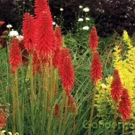 Tűzvörös fáklyaliliom Kniphofia Redhot Popsicle évelő kerti virág, magas piros fáklyaszerű virágfüzérekkel színes ágyáskertben