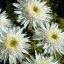 Kerti margaréta 'Leucanthemum xs Wirral Supreme'