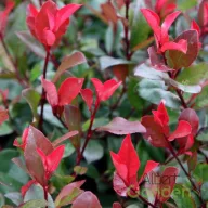    Törpe vörös korallberkenye 'Photinia Fraseri Little Red Robin'