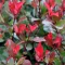 Törpe vörös korallberkenye 'Photinia Fraseri Little Red Robin'