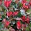 Törpe vörös korallberkenye 'Photinia Fraseri Little Red Robin'