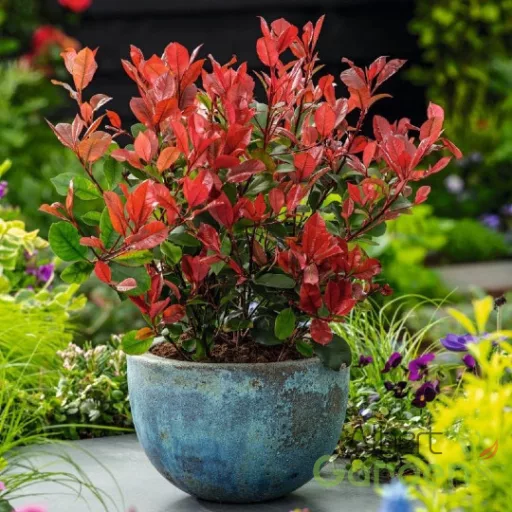 Törpe vörös korallberkenye 'Photinia Fraseri Little Red Robin'