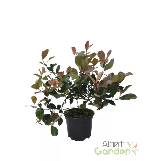 Törpe vörös korallberkenye 'Photinia Fraseri Little Red Robin'