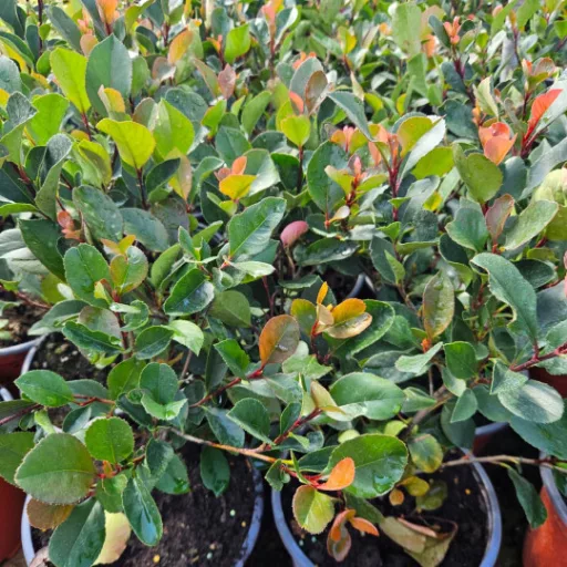  Törpe vörös korallberkenye 'Photinia Fraseri Little Red Robin'