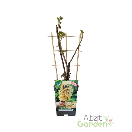 Holland fehér ribizli 'Ribes rubrum Witte Hollander' (5 literes konténerben)