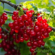   Piros ribizli 'Ribes rubrum 'Jonkheer van Tets' (5 literes konténerben)