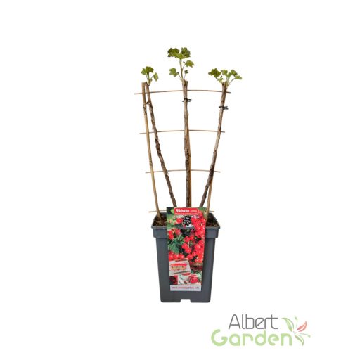 Piros ribizli 'Ribes rubrum 'Jonkheer van Tets' (5 literes konténerben)