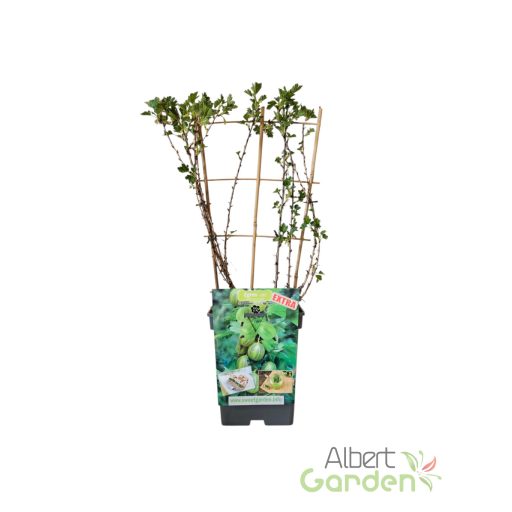 Egres-zöld 'Ribes uva-crispa Mucurines' (5 literes konténerben)