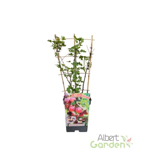 Piros-egres 'Ribes uva-crispa Captivator' (5 literes konténerben)