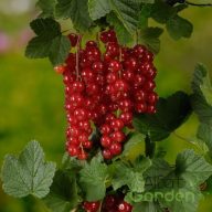 Ribizli 'Ribes rubrum 'Jonkheer van Test'