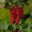 Ribizli 'Ribes rubrum 'Jonkheer van Test'