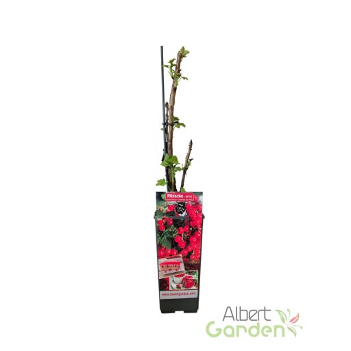 Ribizli 'Ribes rubrum 'Jonkheer van Test'