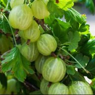 Egres 'Ribes uva-crispa 'Mucurines'