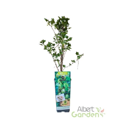 Egres 'Ribes uva-crispa 'Mucurines'