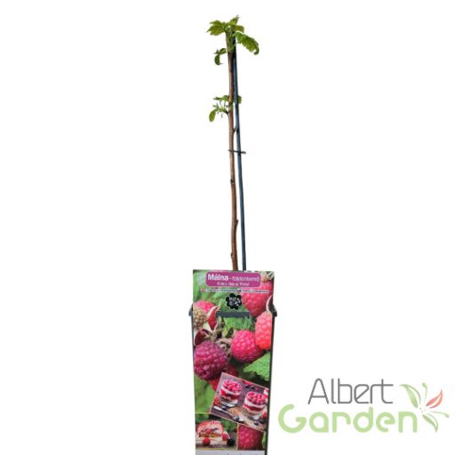 Málna folytontermő 'Rubus id. 'Polka'