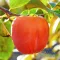 Datolyaszilva 'Diospyros kaki 'Rojo Brilliante'