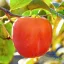 Datolyaszilva 'Diospyros kaki 'Rojo Brilliante'