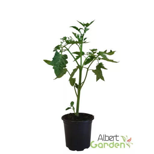 Fekete paradicsom 'Moravo Seed Blackball'