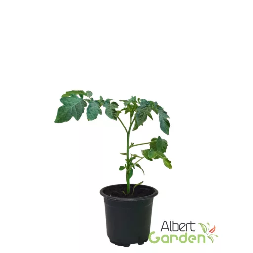 Balkon sárga 'Moravo Seed Venus'