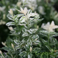  Tarka kúszó kecskerágó 'Euonymus fortunei 'Harlequin'