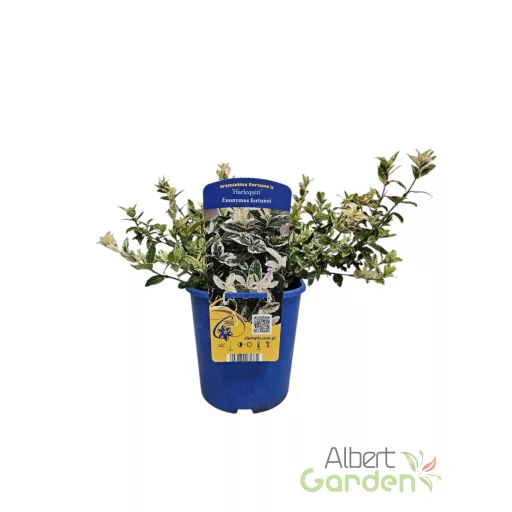 Tarka kúszó kecskerágó 'Euonymus fortunei 'Harlequin'