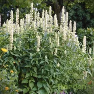   Ánizsillatú izsópfű 'Agastache rugosa 'Alabaster'