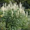 Ánizsillatú izsópfű 'Agastache rugosa 'Alabaster'