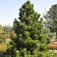   Bosnyák páncélfenyő 'Pinus heidreichii 'Malinki' K3
