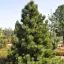Bosnyák páncélfenyő 'Pinus heidreichii 'Malinki' K3