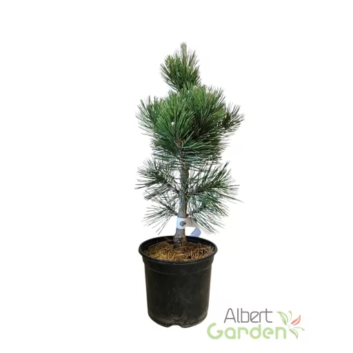 Bosnyák páncélfenyő 'Pinus heidreichii 'Malinki' K3