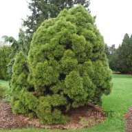 Törpe erdeifenyő 'Pinus syl. Globosa Viridis K3