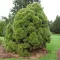 Törpe erdeifenyő 'Pinus syl. Globosa Viridis K3